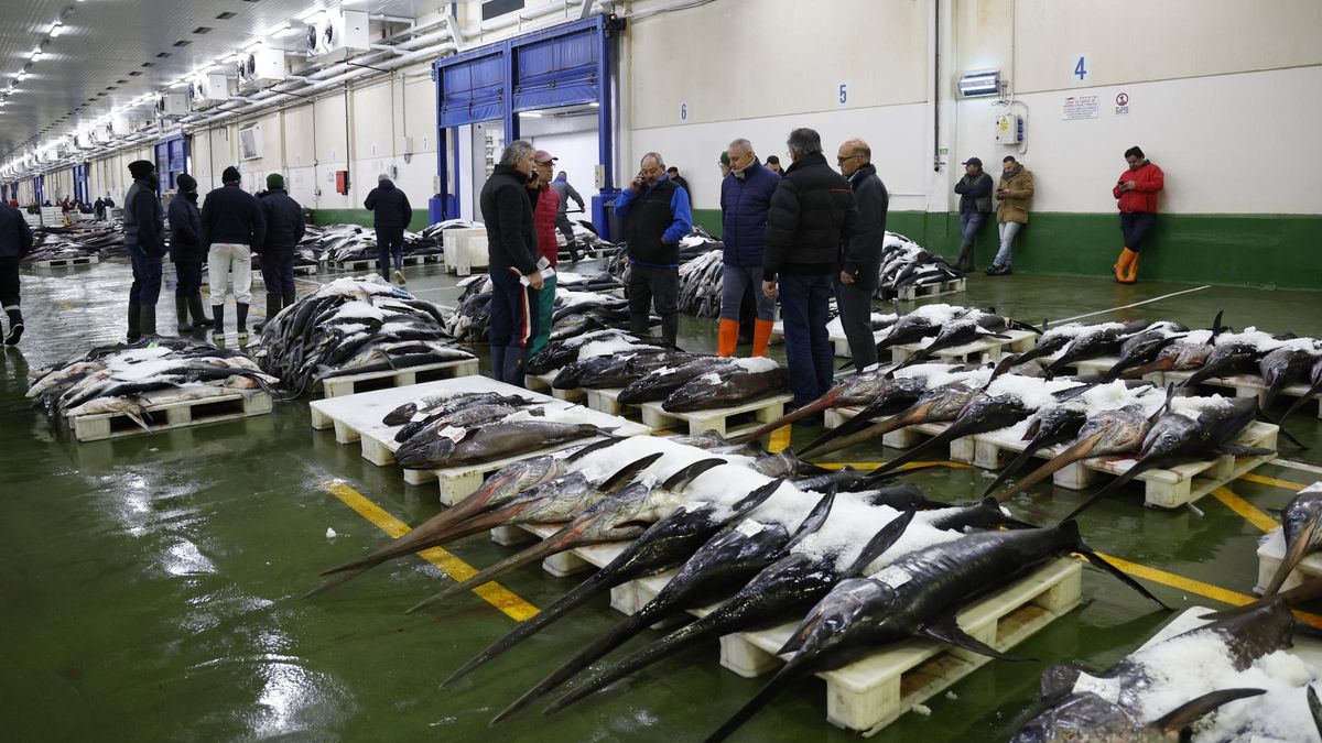 Subasta de pescado en la lonja de O Berbés, este pasado martes.