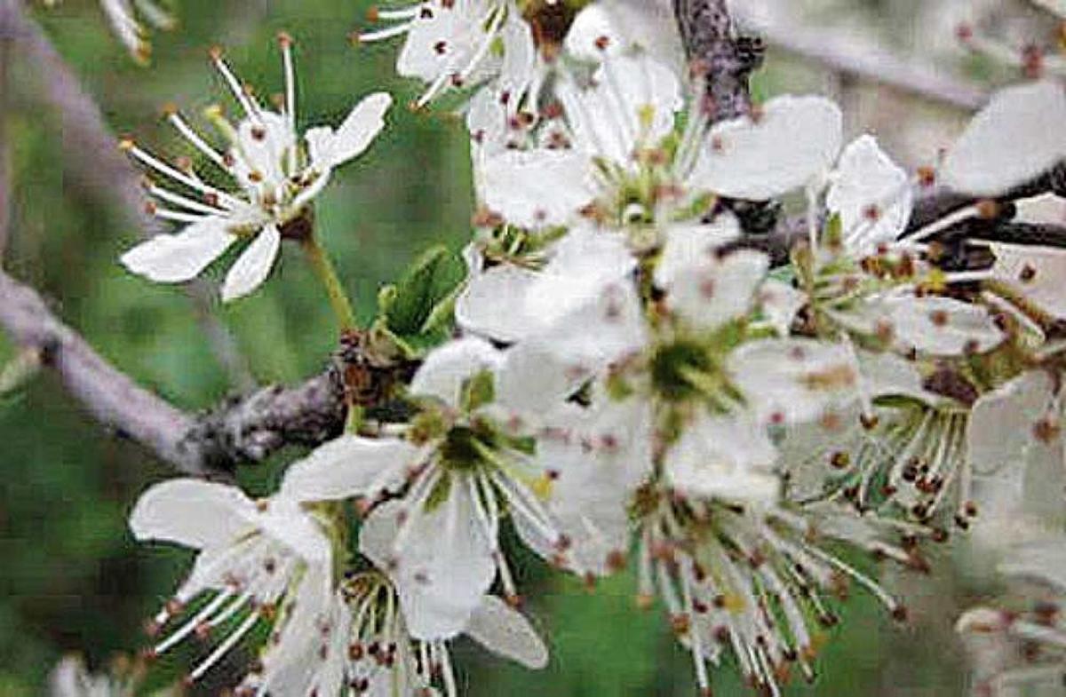 Flor del endrino