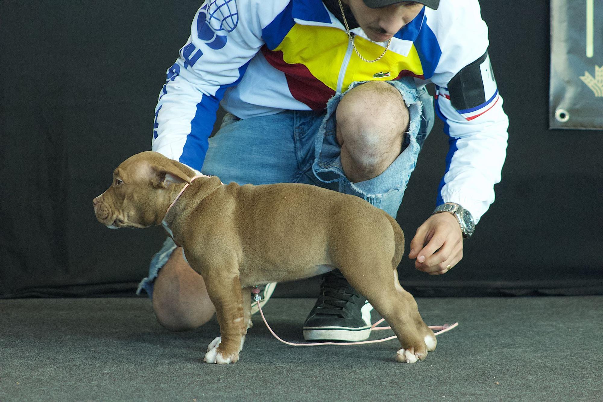 Los mejores perros American Bully toman Zamora