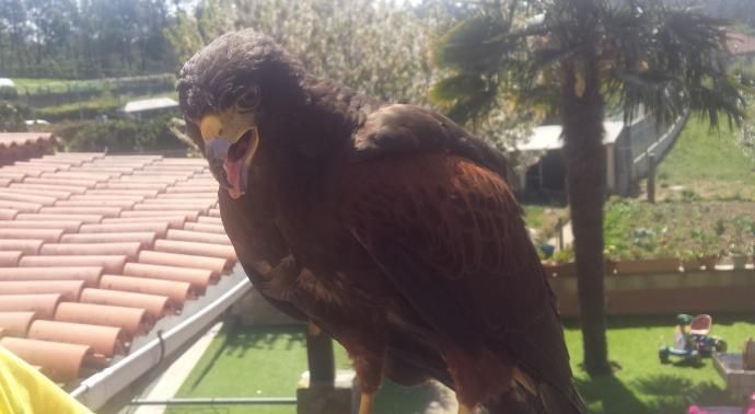 Los animales rescatados por la Policía Local en el último año