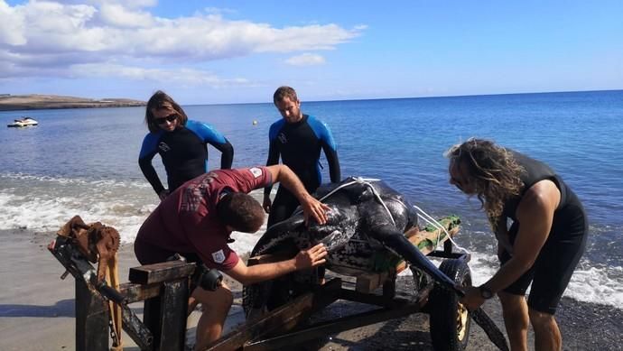Rescate del cadáver de una tortuga laúd en Fuerteventura