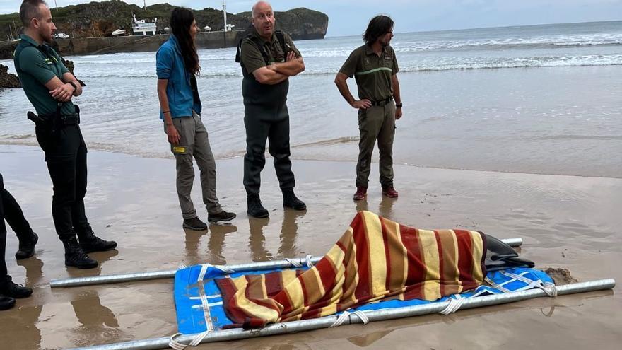 Rescatan un delfín varado en una playa de Asturias