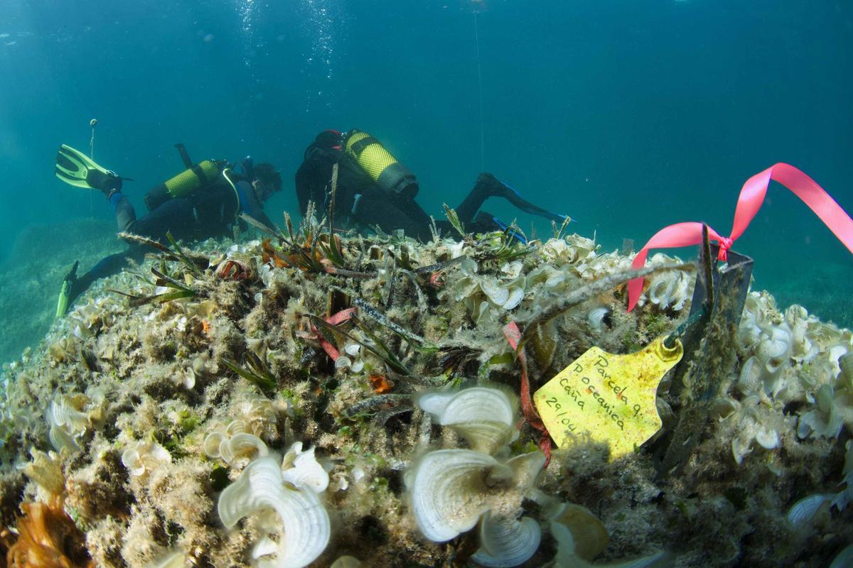 Éxito en la replantación de posidonia en Alcanada: el 85% ha sobrevivido