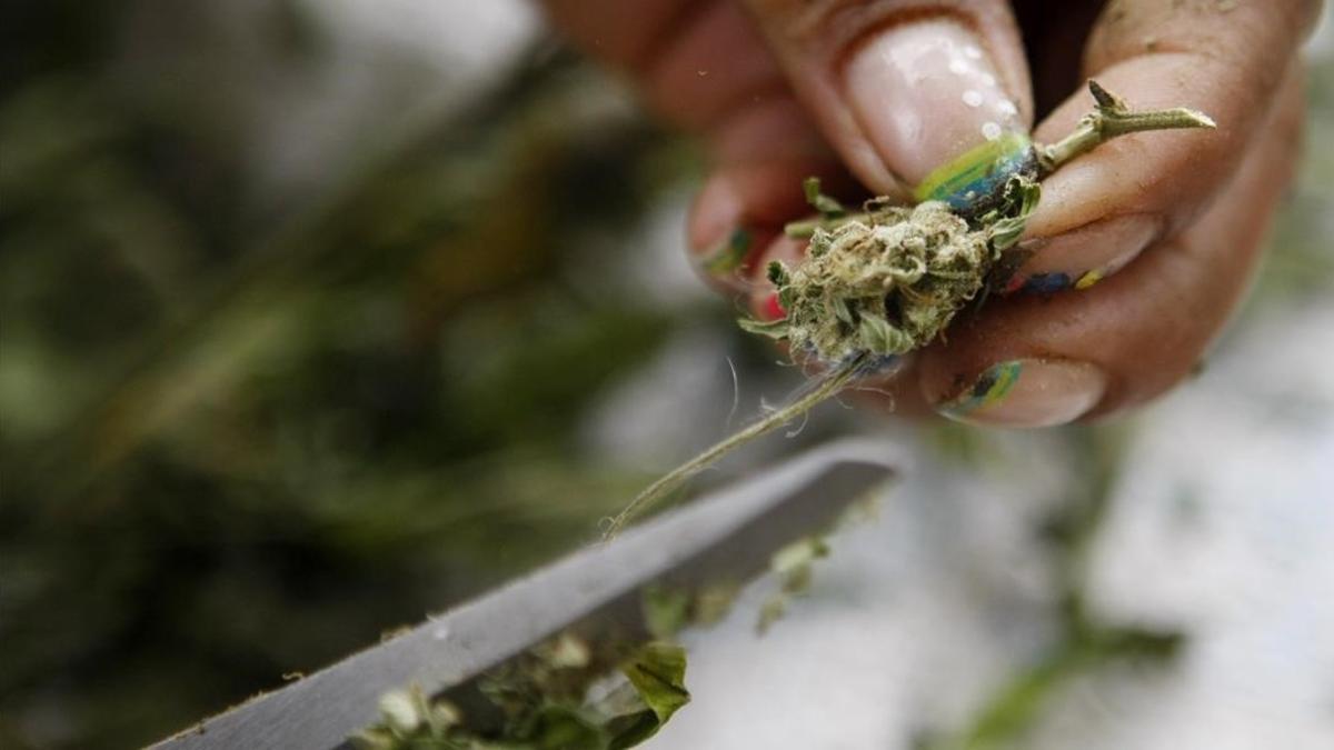 Planta de marihuana en Colombia.