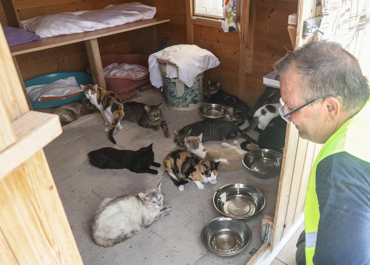 En riesgo el futuro de 400 gatos de Alicante debido a la delicada situación de su protectora