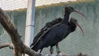 Deu ibis ermitans de zoos francesos arriben a l'Empordà per recuperar l’espècie a Catalunya