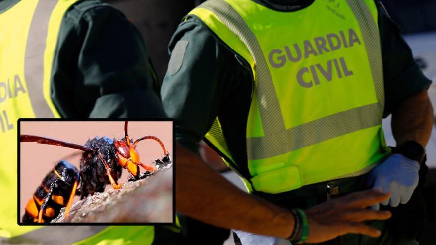Muere un guardia civil por la picadura de una avispa