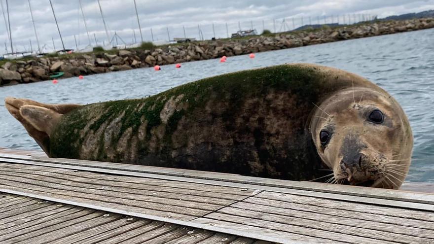 Aparece un lobo marino en un pantalán de Galicia: &quot;Son casos muy raros&quot;