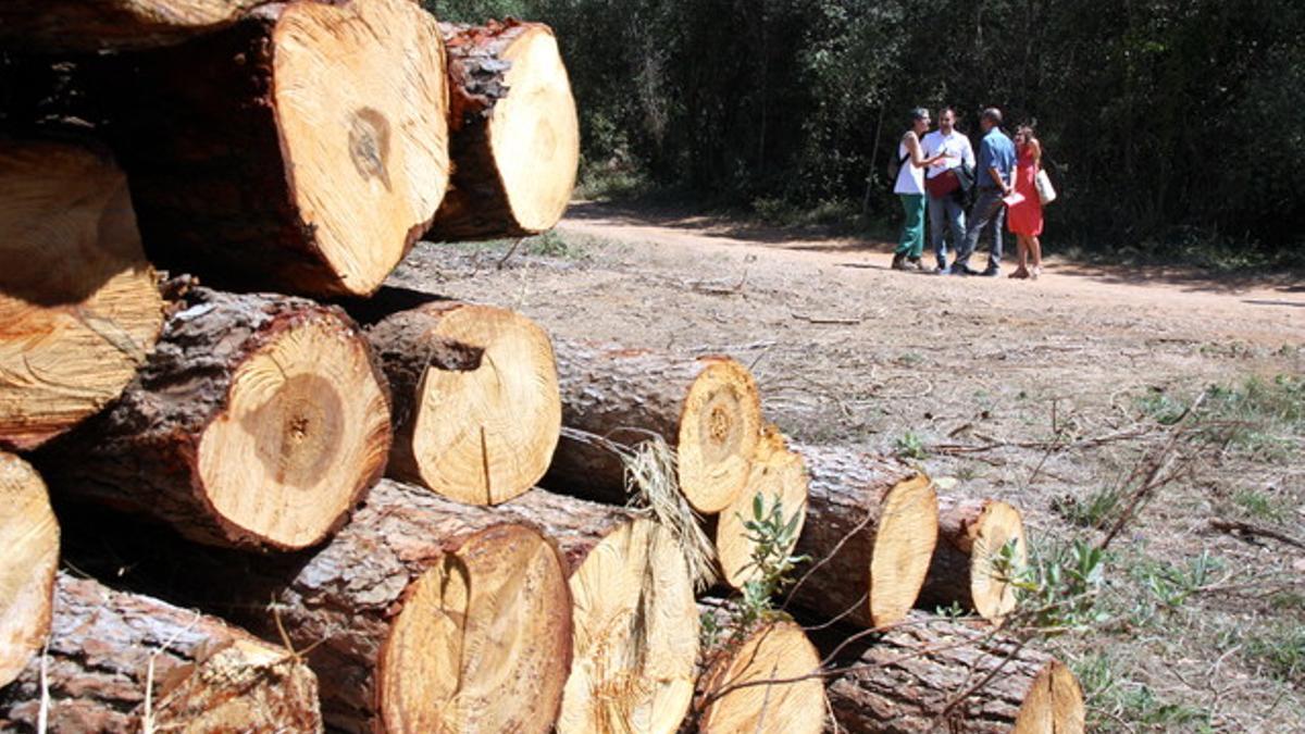 El alcalde de Terrassa, Jordi Ballart, atiende las explicaciones sobre los trabajos de retirada de madera