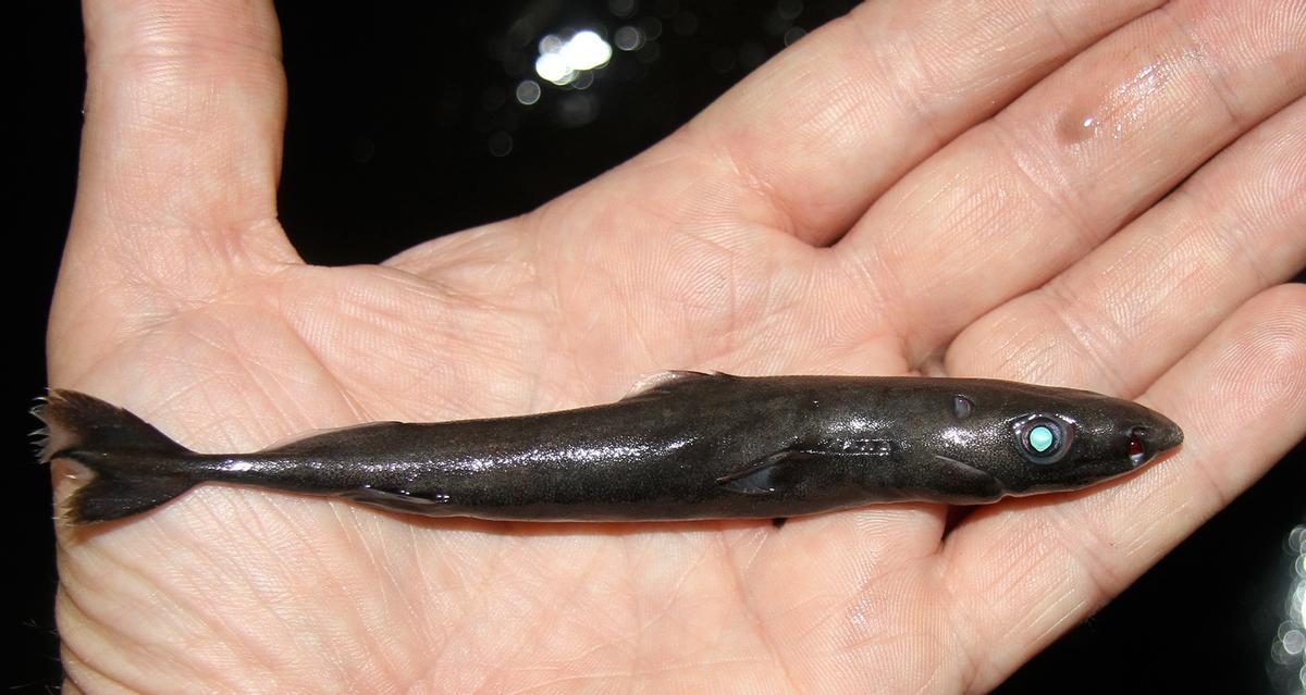Pez linterna enano, la especie de tiburón más pequeña del mundo