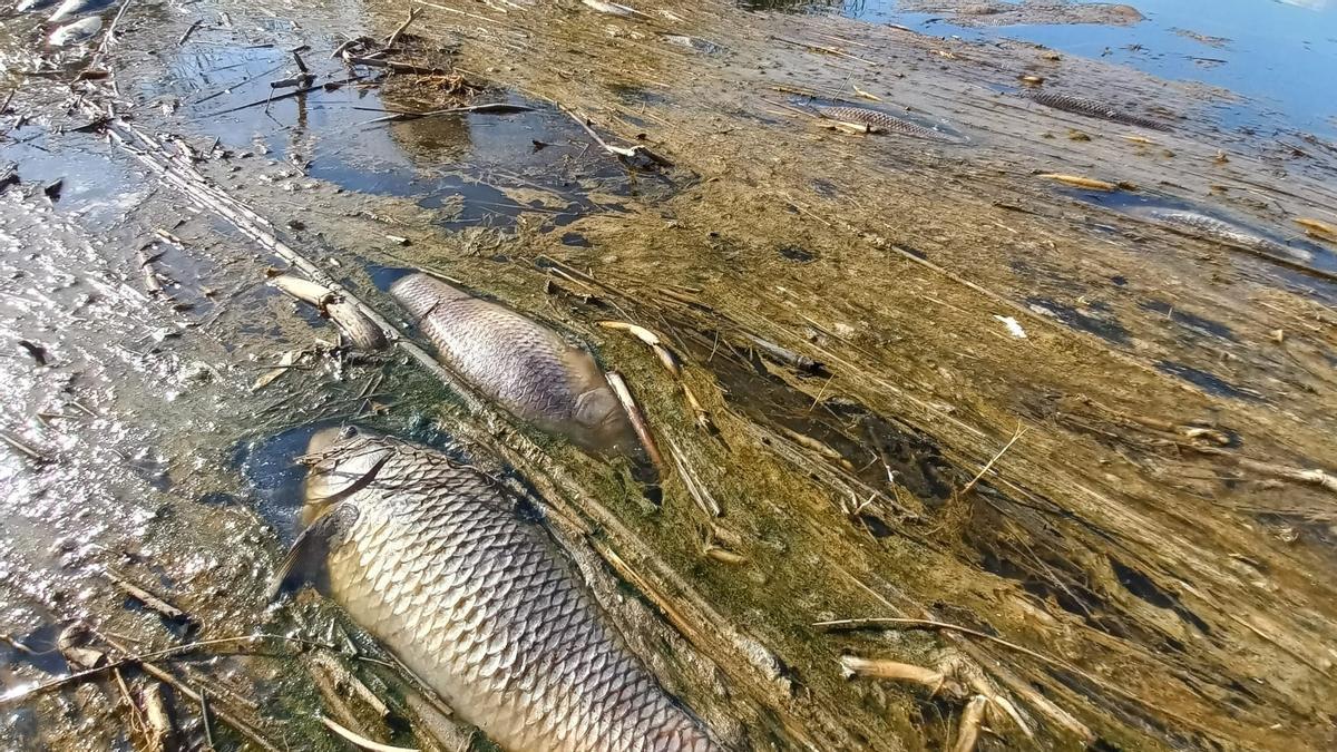 Primer plano de dos carpas muertas en el delta del Ebro, fotografiadas por una turista.