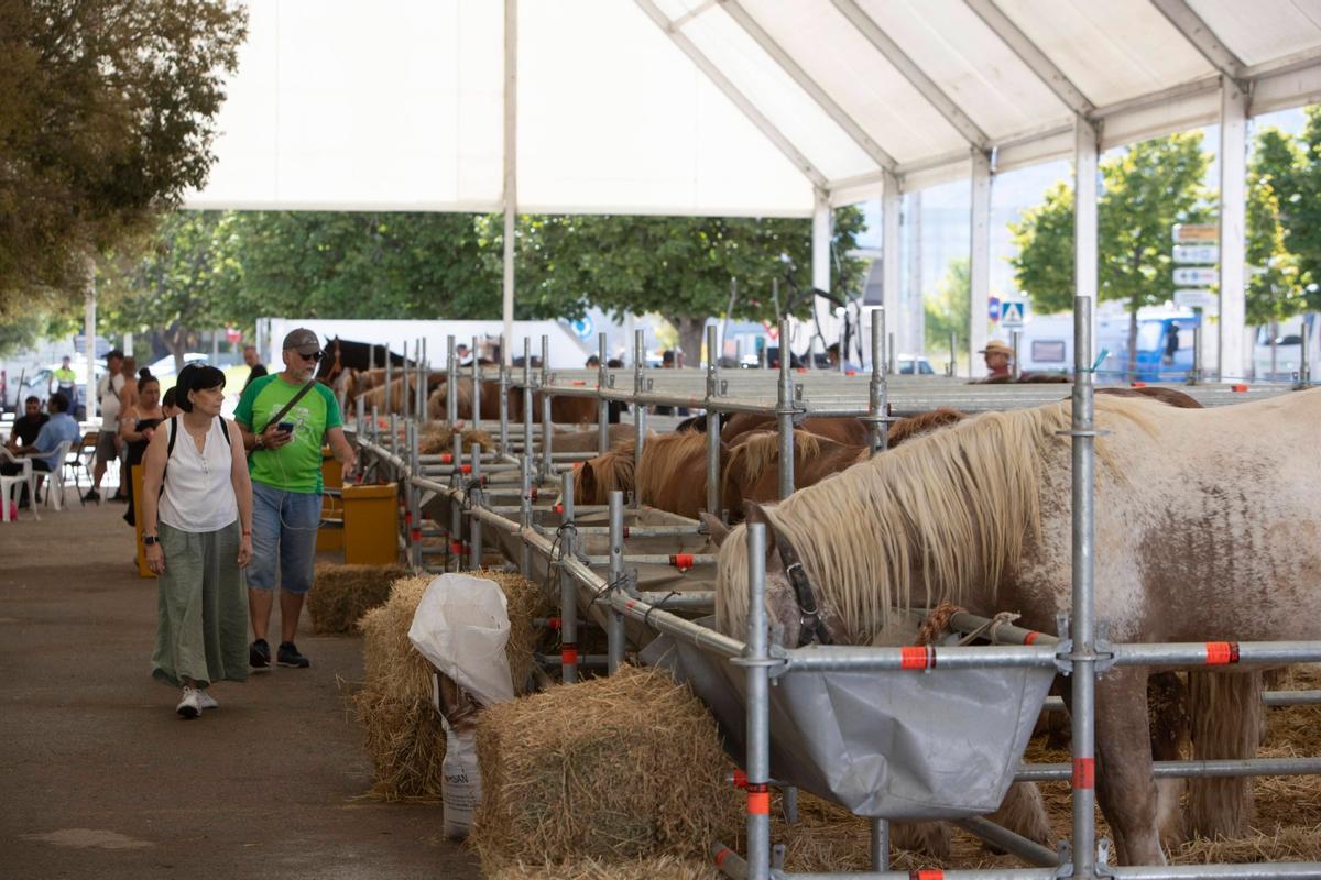 Zona de boxes para caballos en la Fira del Bestiar de Xàtiva de una edición pasada.