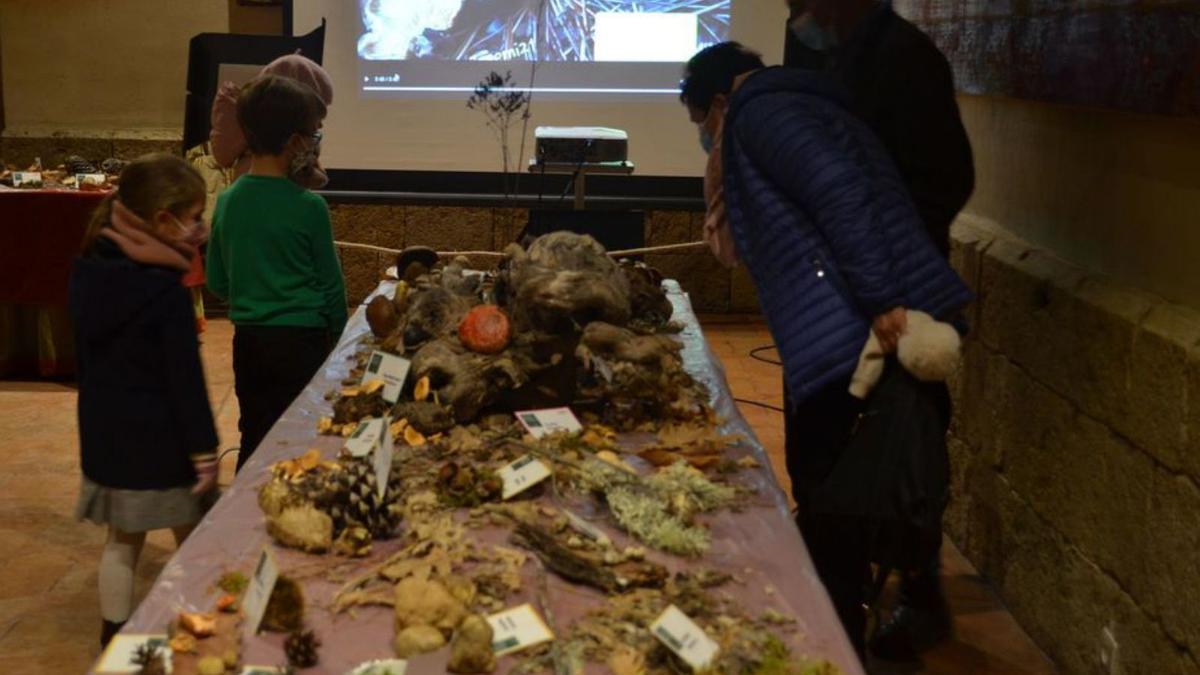 Decenas de especies de setas han podido verse en la exposición de la Asociación Micológica. | E. P.