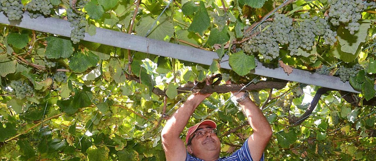 Una vendimia en Ribadumia.