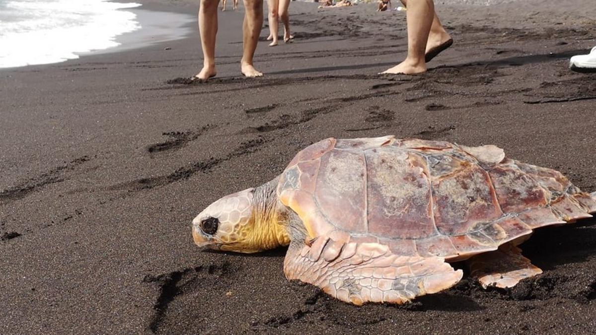 Imagen de una de las tortugas rescatadas en el Centro de Recuperación de Fauna Silvestre La Tahonilla.