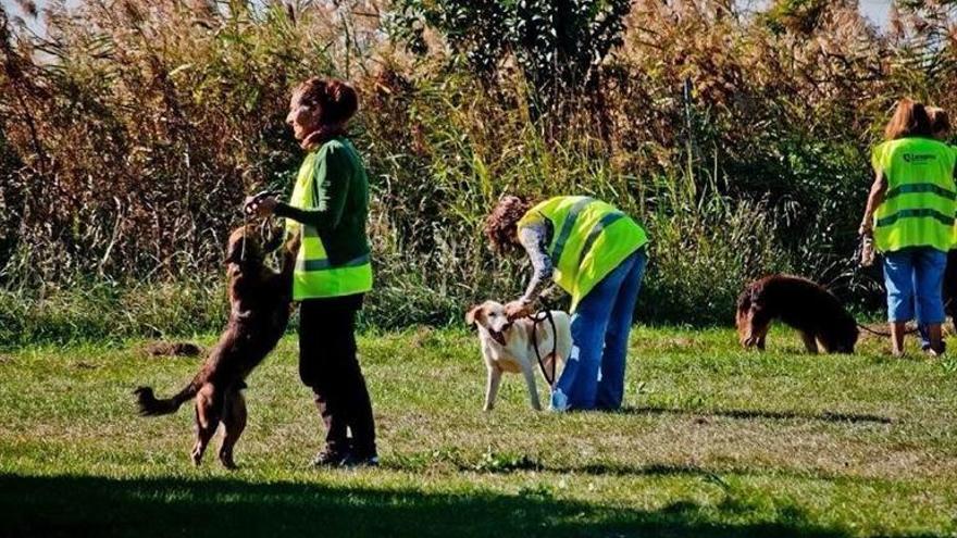 El aumento de abandonos satura el centro de protección animal