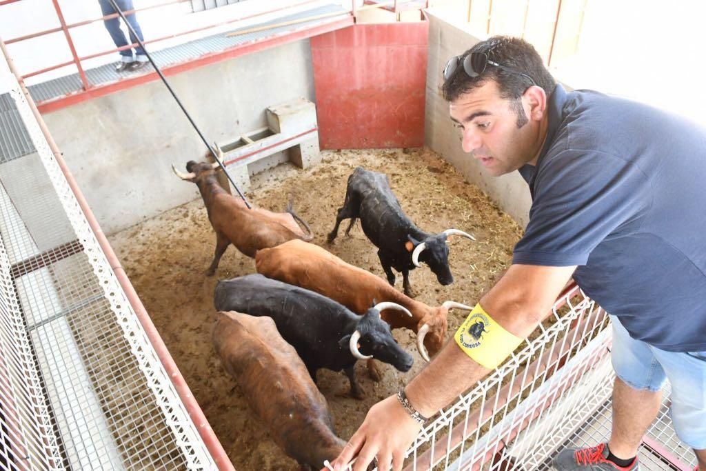 Fotogalería / Encierro de las vacas de El Viso