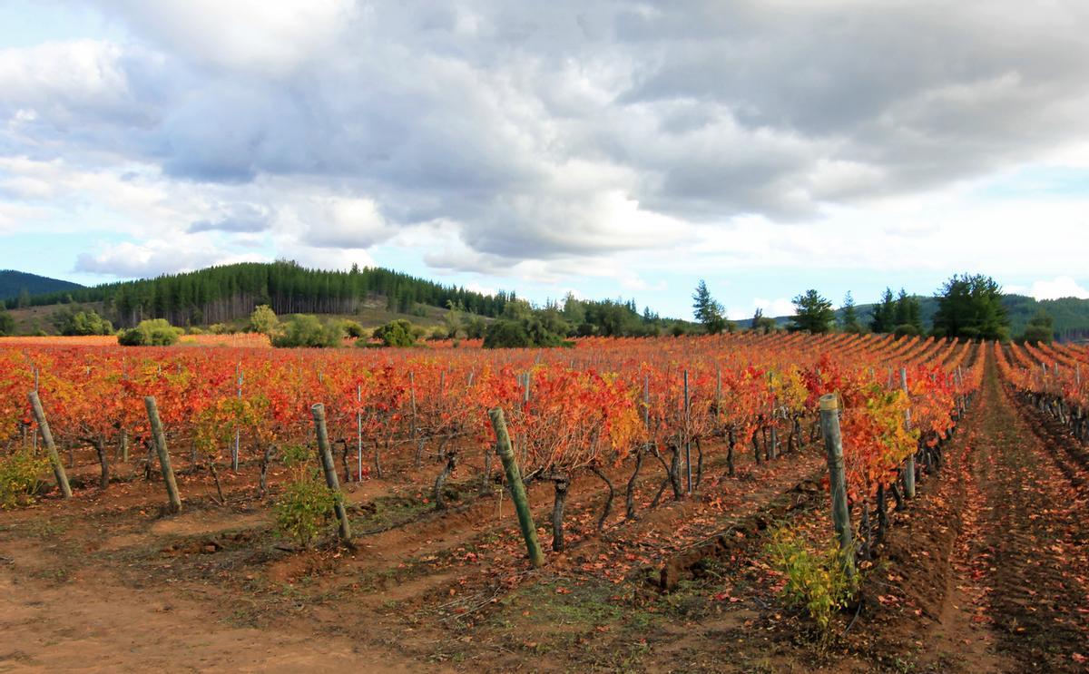 Viñedos en Rancagua.
