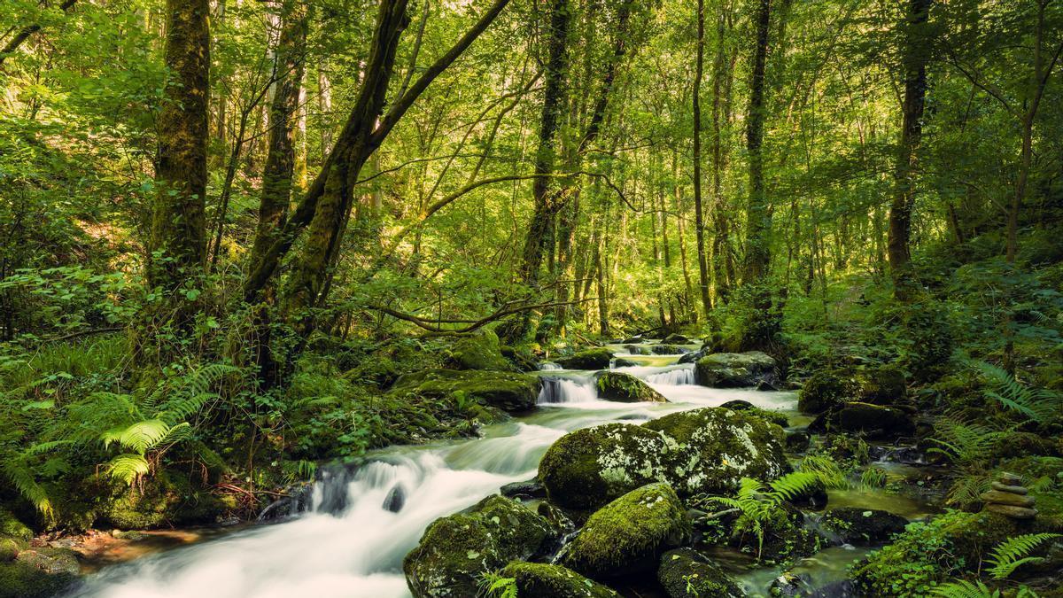Una preciosa planta que crece en un bosque de Galicia.