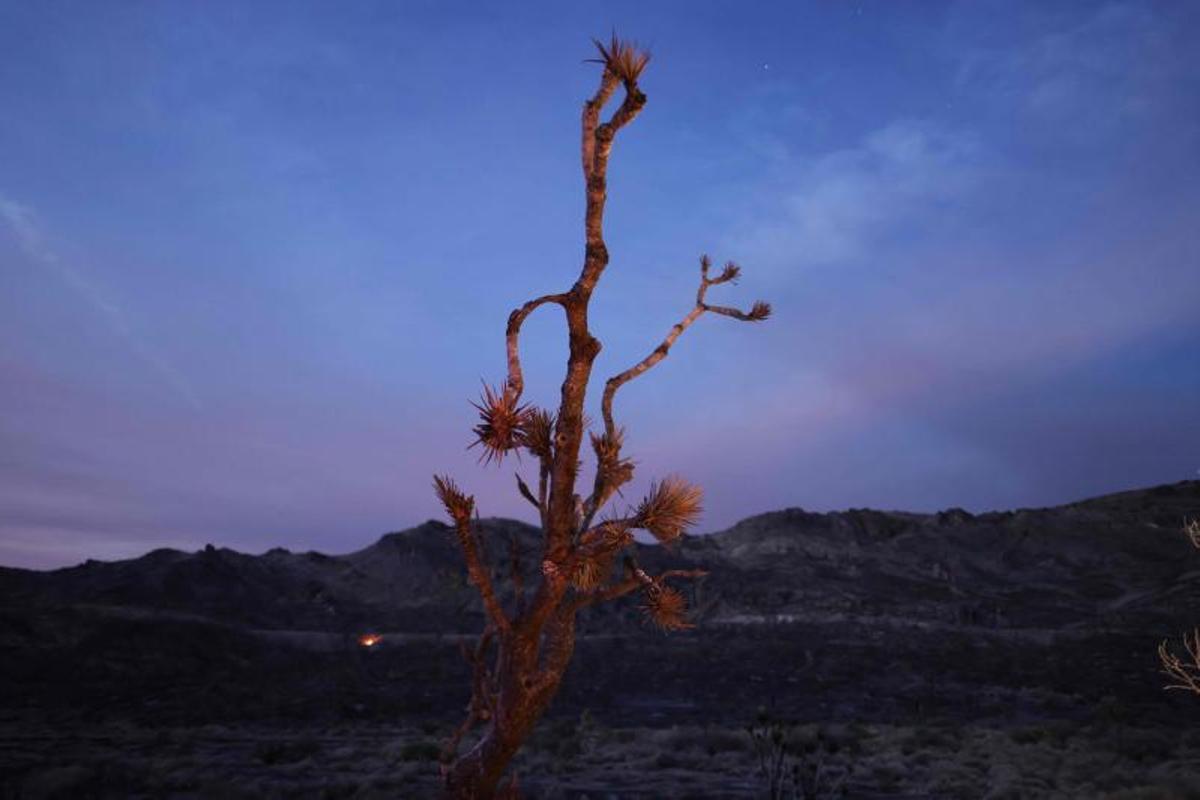 Arde la Reserva Nacional de Mojave entre California a Nevada