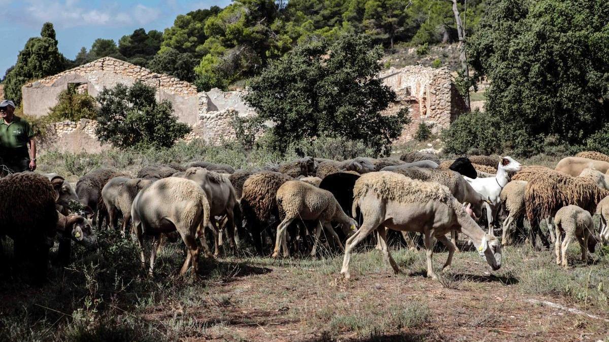 Fageca creará una escuela de pastores para generar nuevas oportunidades de empleo en el medio rural