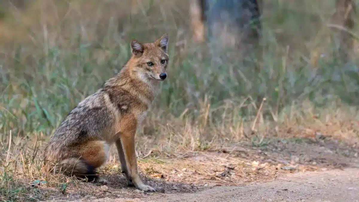 El chacal dorado se extiende rápidamente por toda Europa