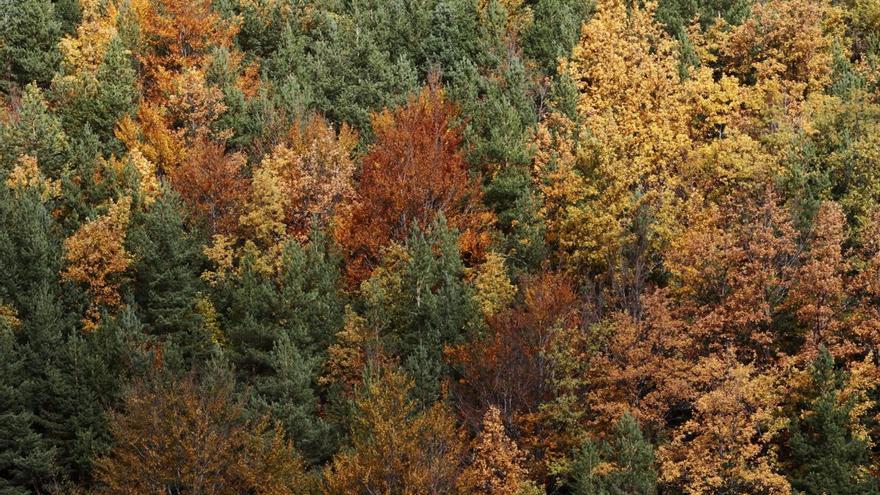 ¿Por que los árboles crecen menos, pese a que brotan antes en primavera debido al estrés climático?