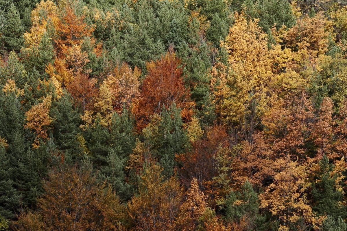 Hayedo de la Tejera Negra en Cantalojas (Guadalajara).