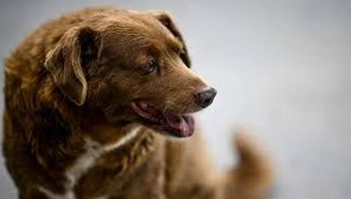¡Rompiendo récords! El perro más viejo del mundo, Bobi, nos enseña lecciones de vida y longevidad.