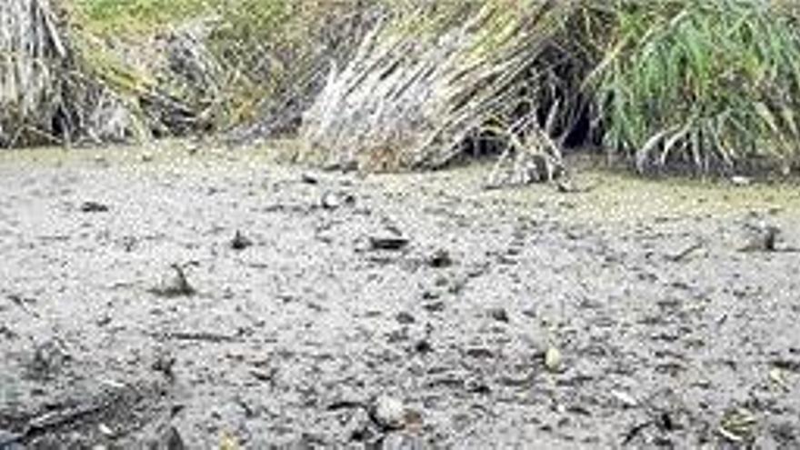 Petxinots muertos tras la bajada de agua.