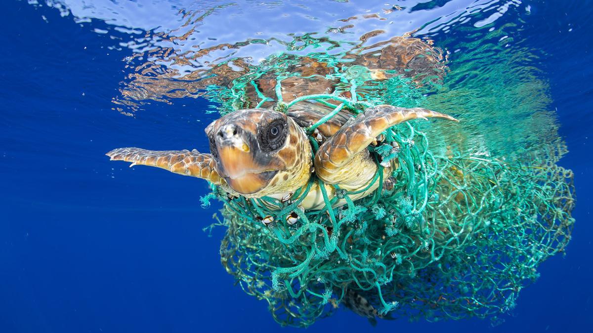 'Caretta Caretta atrapada', de Francis Pérez, que muesetra una tortuga marina atrapada en una red de pesca frente a Tenerife.