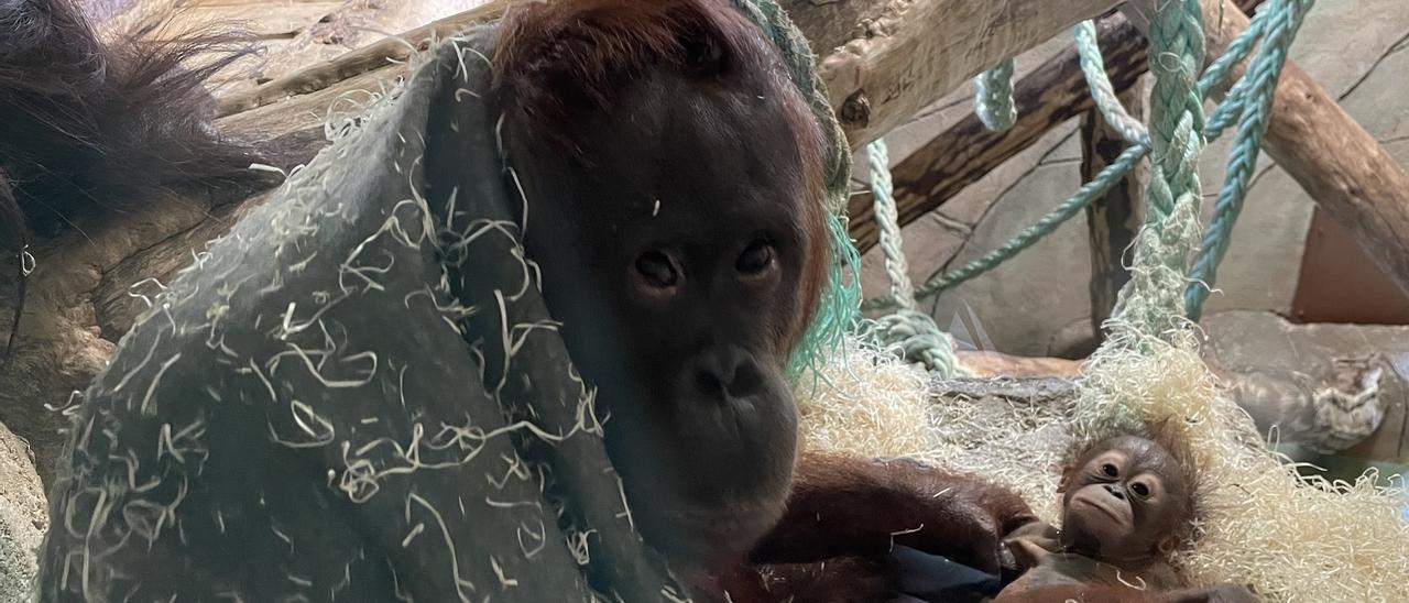 La cría de orangután junto a su madre