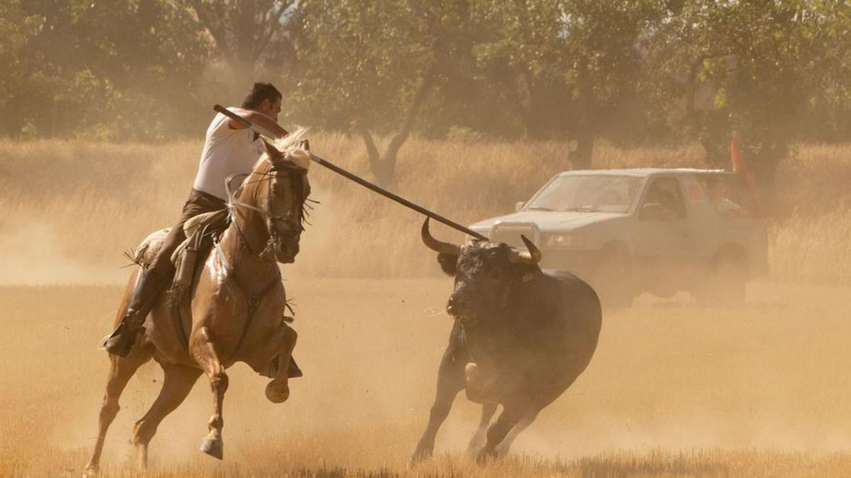 Un caballo y un toro en un momento del encierro villalpandino. | J. L. Fdez.