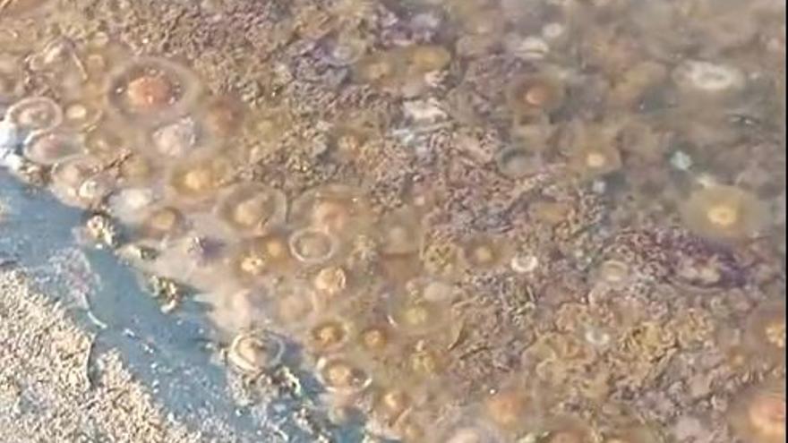 Las aguas de Cala del Pino, infestadas de medusas