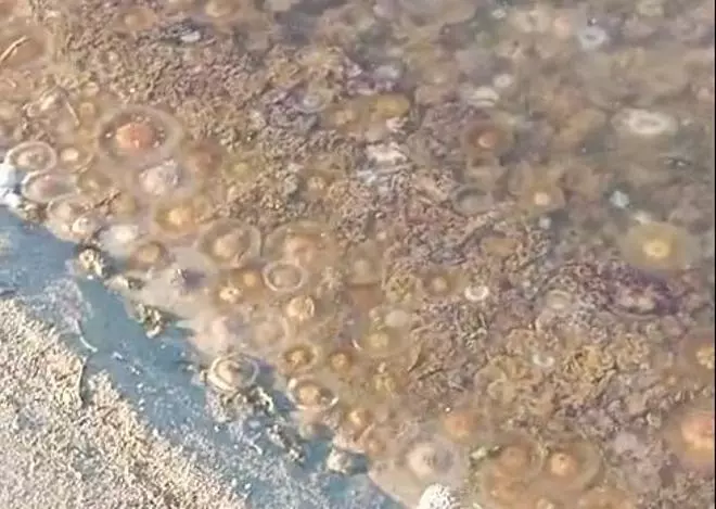 Aparecen en Cala del Pino cientos de medusas en pleno mes de noviembre