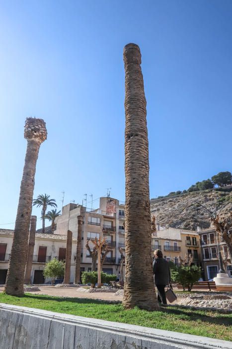 El área de Infraestructuras del Ayuntamiento de Orihuela retira desde hoy 23 troncos y tocones de las palmeras de la plaza de Santa Lucía. Un auténtico "monumento al picudo" en los últimos meses. Toda