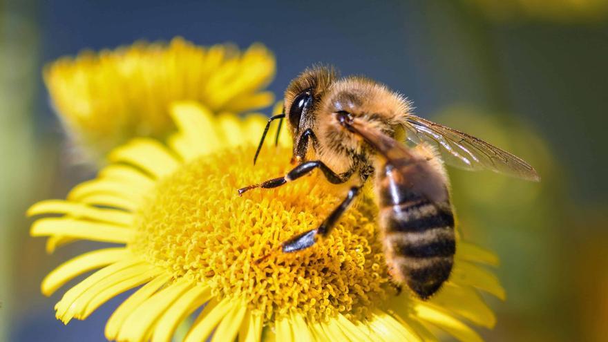 Abejas africanas matan a cuatro personas tras un accidente de bus