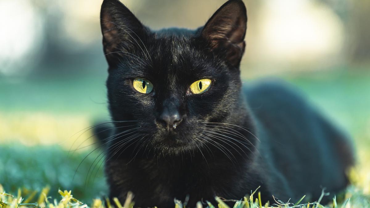 ¿Por qué se cree que los gatos negros traen mala suerte?