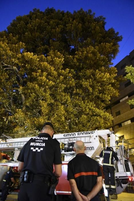 Se quiebra una rama del ficus de Santo Domingo