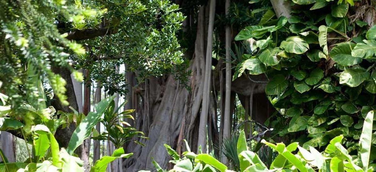 Jardín de Aclimatación deTenerife