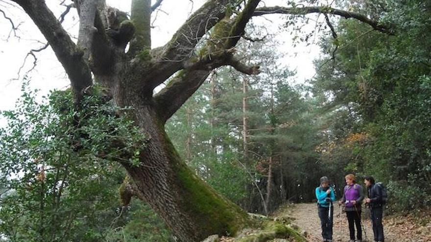 Roure dels Capellans | Adriana Llongarriu