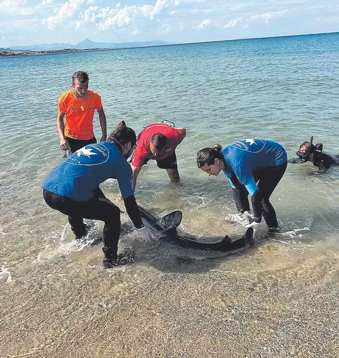 El depredador més vulnerable de tota la Mediterrània