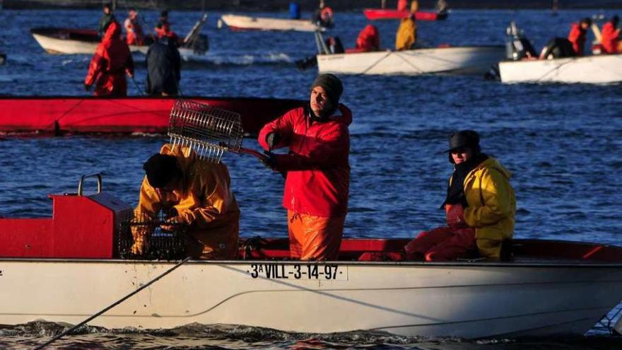 Campaña de marisqueo libre en Os Lombos do Ulla, el pasado año. // Iñaki Abella