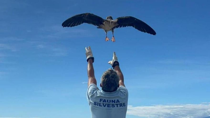 Un trabajador de La Tahonilla lanza al vuelo un ejemplar de pardela.