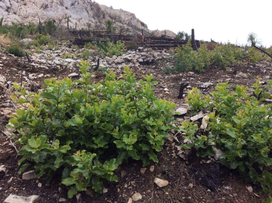 Las plantas han rebrotado en la Granadella.