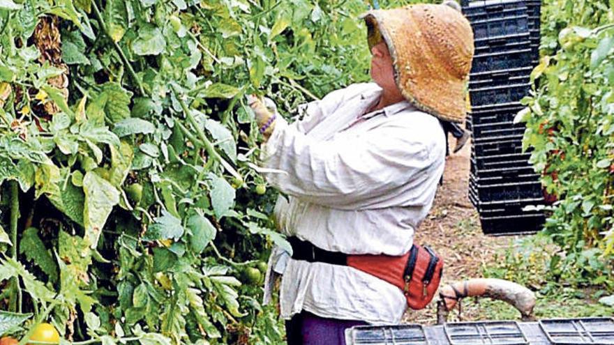 Una trabajadora del campo vigila unas tomateras en el Sureste grancanario.