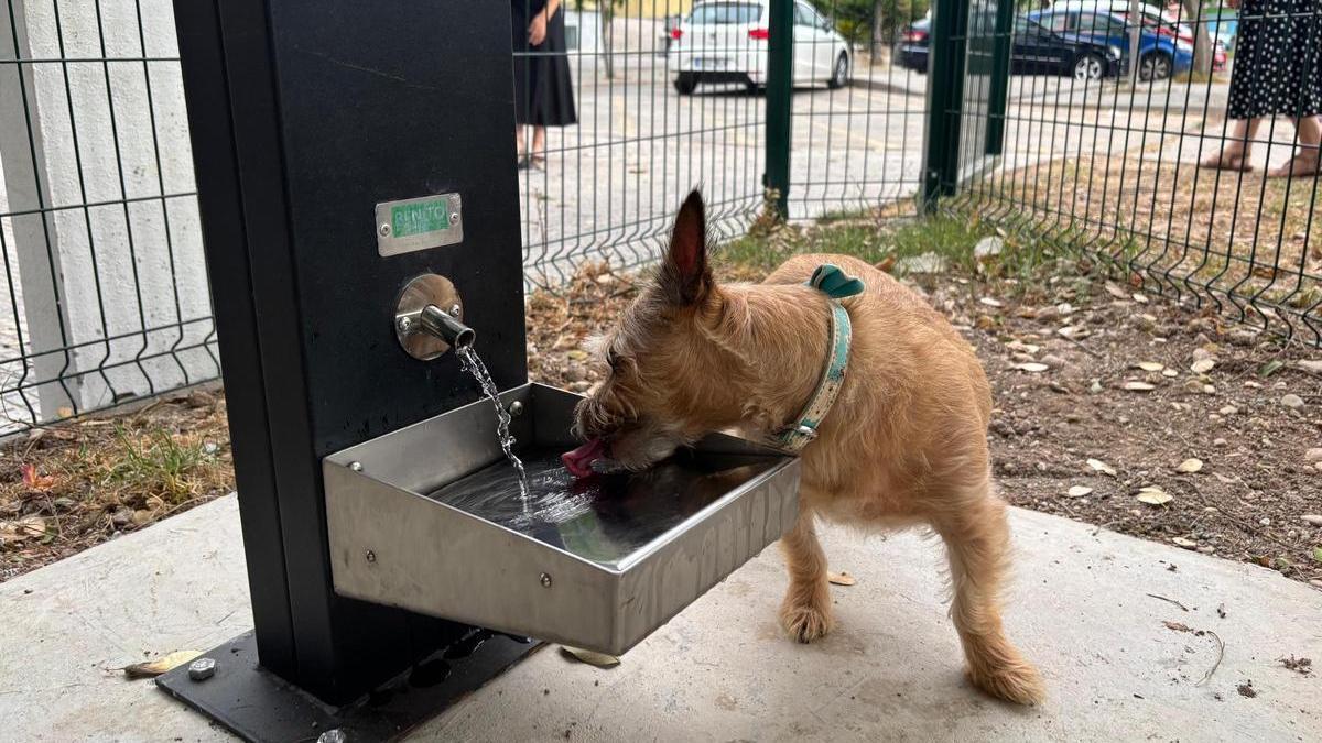 Un perro bebe agua en el nuevo pipicán de Espinardo.