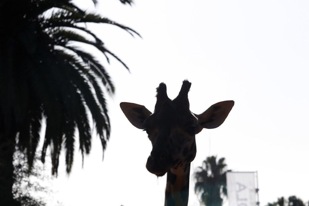 Bulería, la primera jirafa del Zoo de Córdoba Bulería, la primera jirafa del Zoo de Córdoba