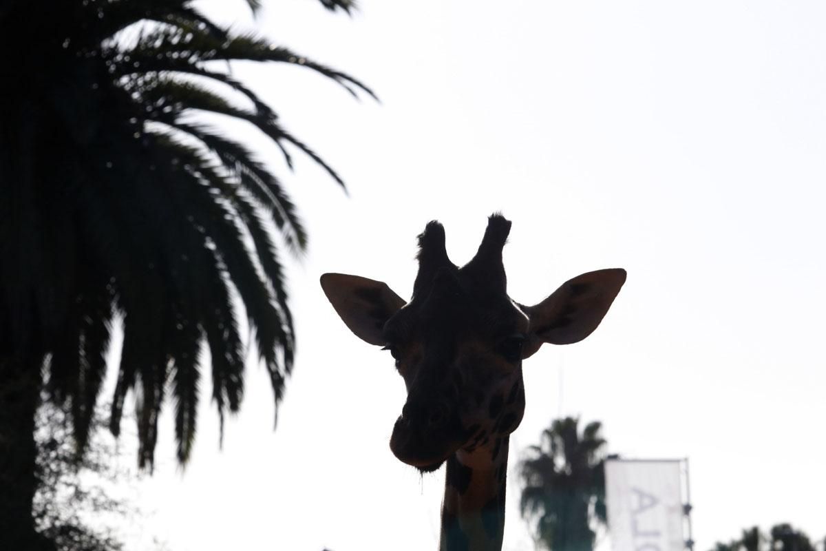 Bulería, la primera jirafa del Zoo de Córdoba