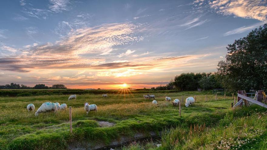 ¿Por qué es importante la ley de restauración de la naturaleza? Claves de la norma aprobada por la Eurocámara